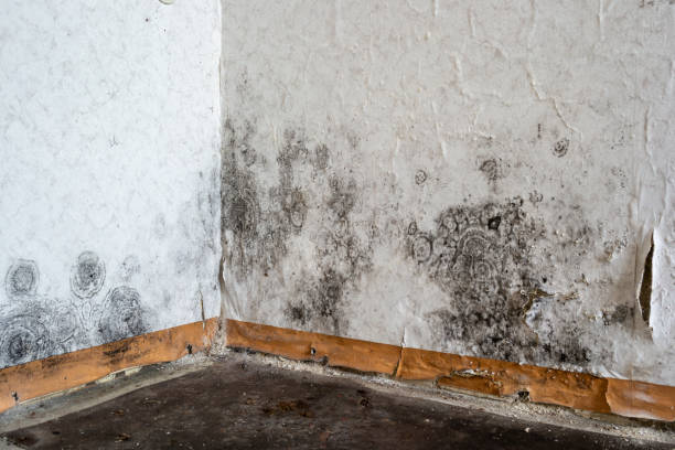 Home Mold Removal